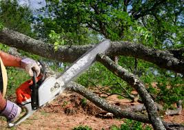Best Tree Risk Assessment  in Dovesville, SC