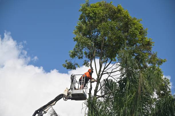 How Our Tree Care Process Works  in  Dovesville, SC