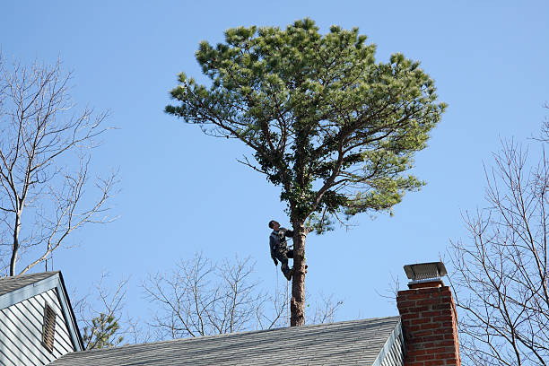 Best Pest Control for Lawns  in Dovesville, SC